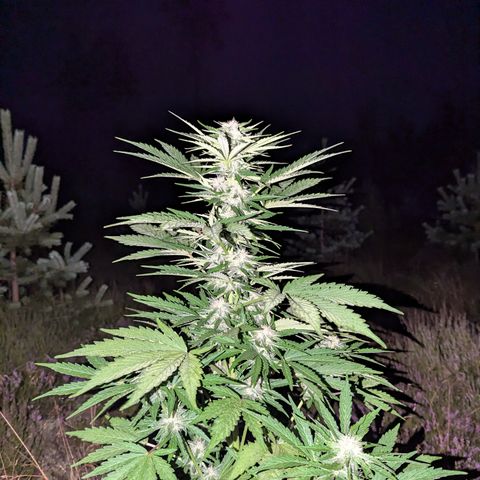 Purplematic CBD #4 growlog timeline photo