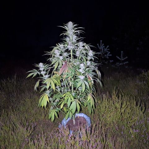 Green Gelato #5 growlog timeline photo