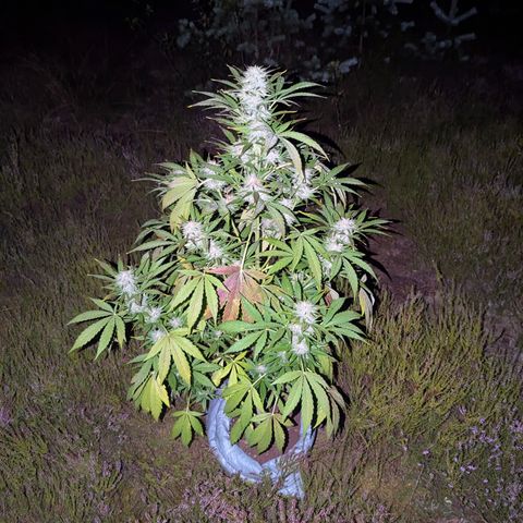 Green Gelato #5 growlog timeline photo
