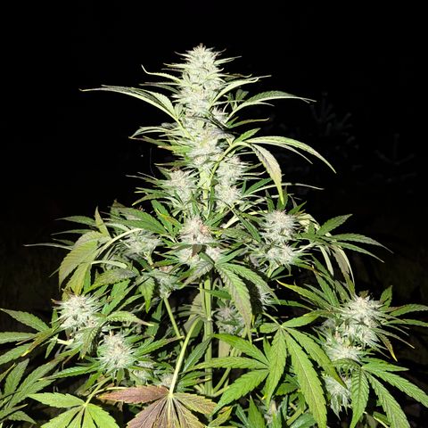 Green Gelato #5 growlog timeline photo