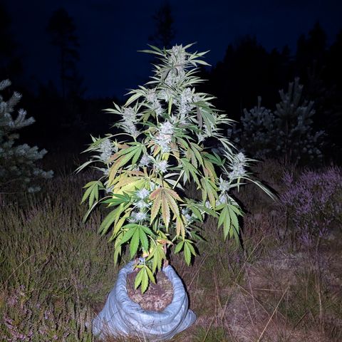 Royal Gorilla Automatic #3 growlog timeline photo