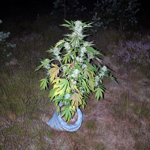 Royal Gorilla Automatic #3 growlog timeline photo