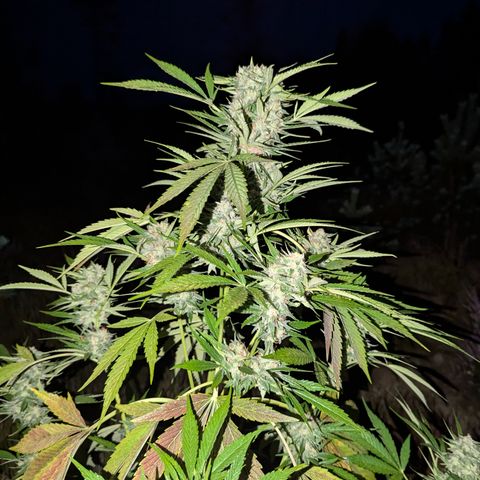 Royal Gorilla Automatic #3 growlog timeline photo