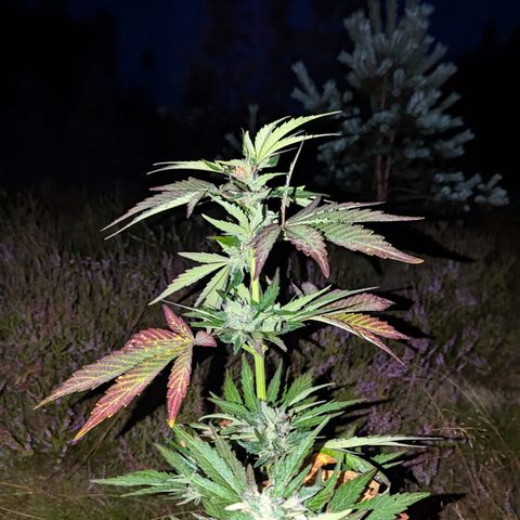 Royal Bluematic #9 growlog timeline photo