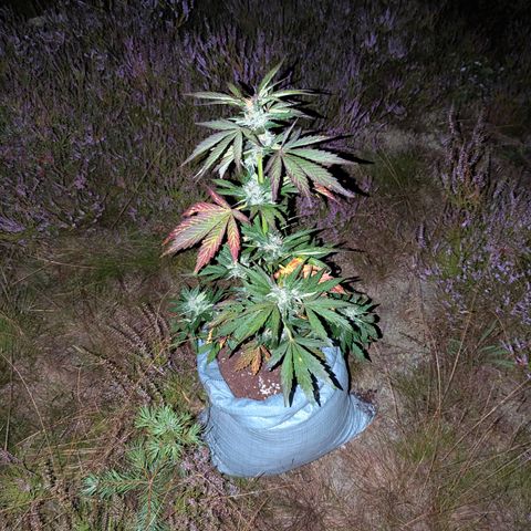Royal Bluematic #9 growlog timeline photo
