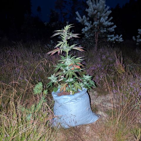 Royal Bluematic #9 growlog timeline photo