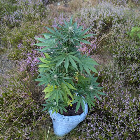 Purplematic CBD #4 growlog timeline photo