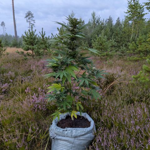 Purplematic CBD #4 growlog timeline photo