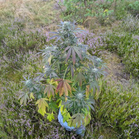 Green Gelato #5 growlog timeline photo