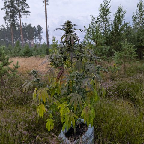 Green Gelato #5 growlog timeline photo