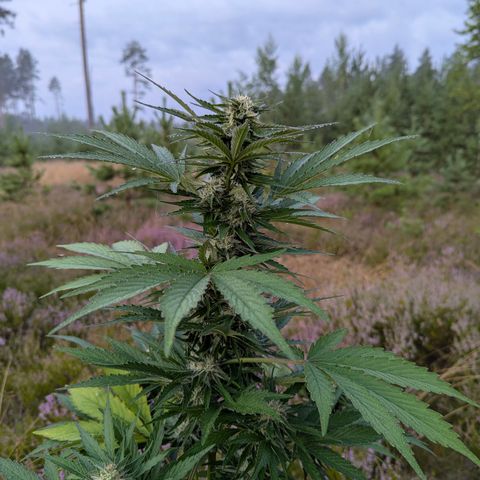 Purplematic CBD #4 growlog timeline photo