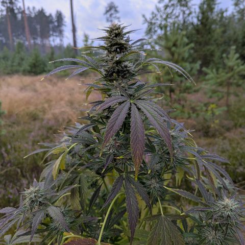 Green Gelato #5 growlog timeline photo