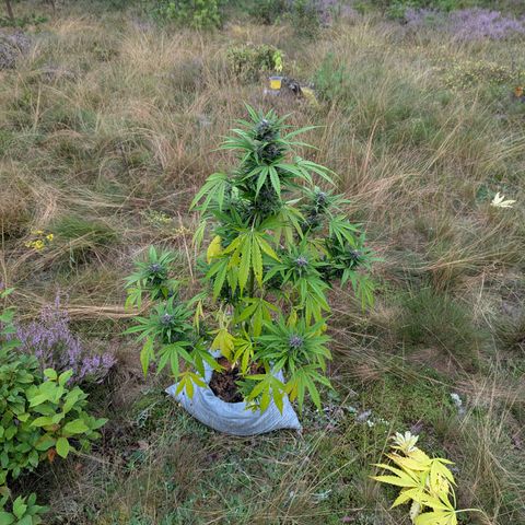 Pink Runtz Automatic #7 growlog timeline photo