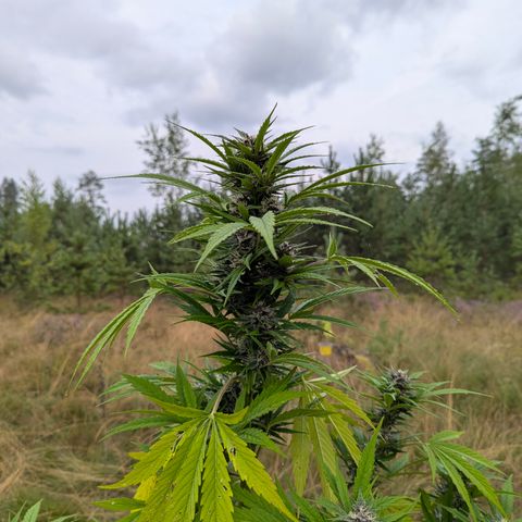 Pink Runtz Automatic #7 growlog timeline photo
