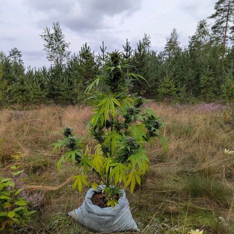 Pink Runtz Automatic #7 growlog timeline photo
