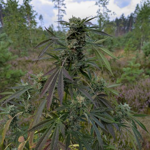 Royal Gorilla Automatic #3 growlog timeline photo