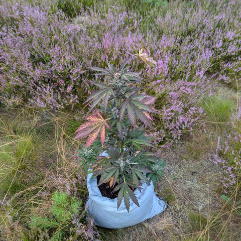 Royal Bluematic #9 growlog timeline photo