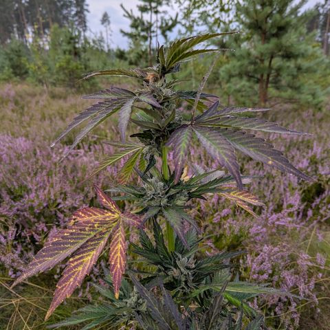 Royal Bluematic #9 growlog timeline photo