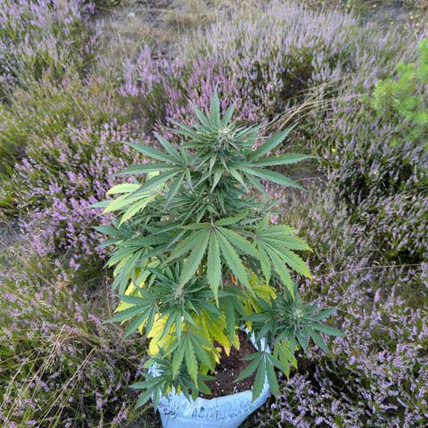 Purplematic CBD #4 growlog timeline photo