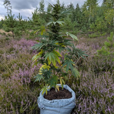 Purplematic CBD #4 growlog timeline photo