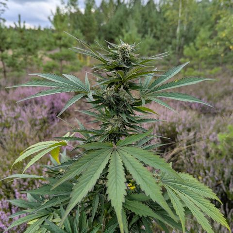 Purplematic CBD #4 growlog timeline photo