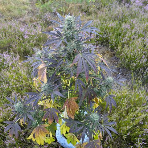 Green Gelato #5 growlog timeline photo