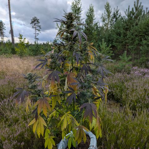 Green Gelato #5 growlog timeline photo