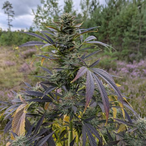 Green Gelato #5 growlog timeline photo