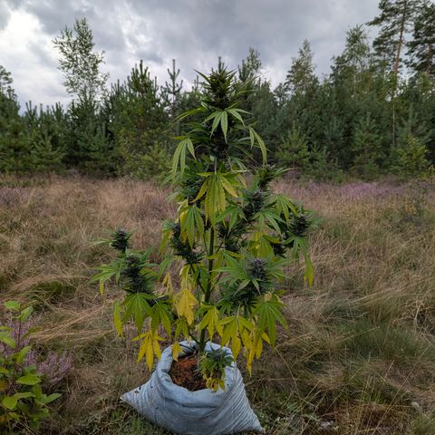 Pink Runtz Automatic #7 growlog timeline photo