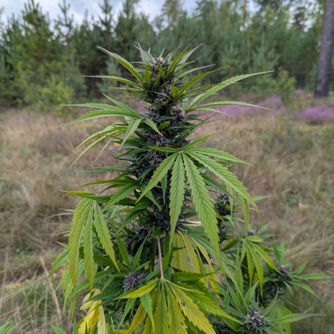 Pink Runtz Automatic #7 growlog timeline photo