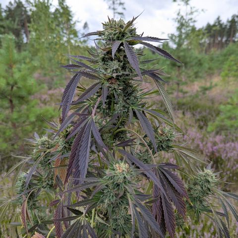 Royal Gorilla Automatic #3 growlog timeline photo
