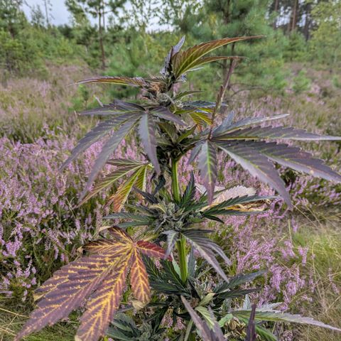 Royal Bluematic #9 growlog timeline photo