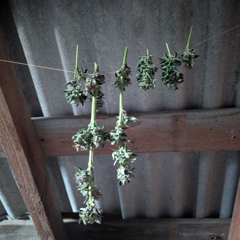Royal Bluematic #9 growlog timeline photo