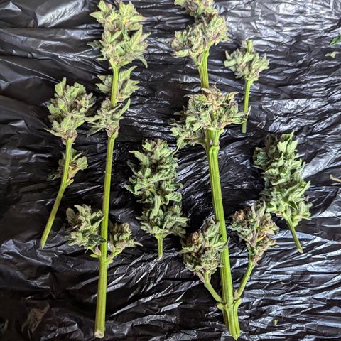 Royal Bluematic #9 growlog timeline photo
