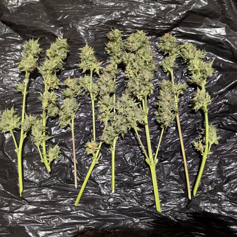 Royal Gorilla Automatic #3 growlog timeline photo