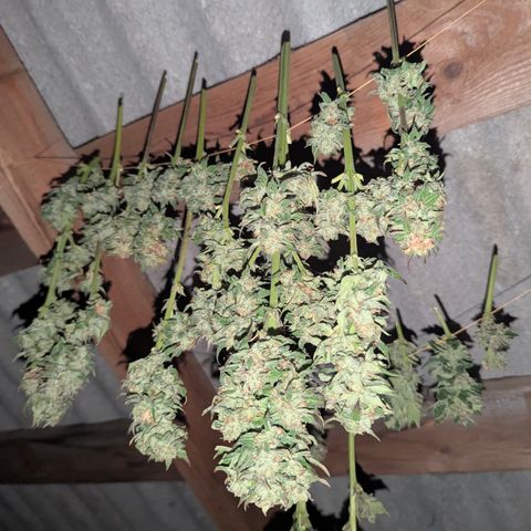 Royal Gorilla Automatic #3 growlog timeline photo