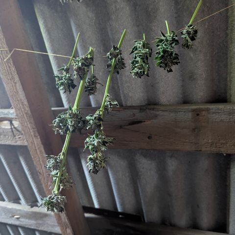 Royal Bluematic #9 growlog timeline photo