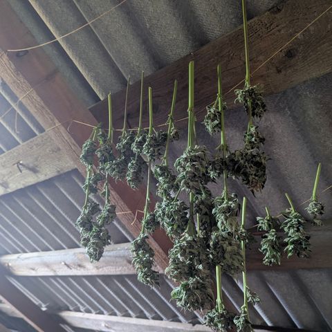 Royal Gorilla Automatic #3 growlog timeline photo