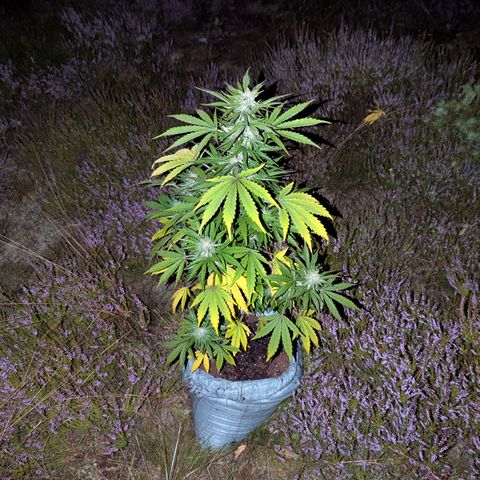 Purplematic CBD #4 growlog timeline photo