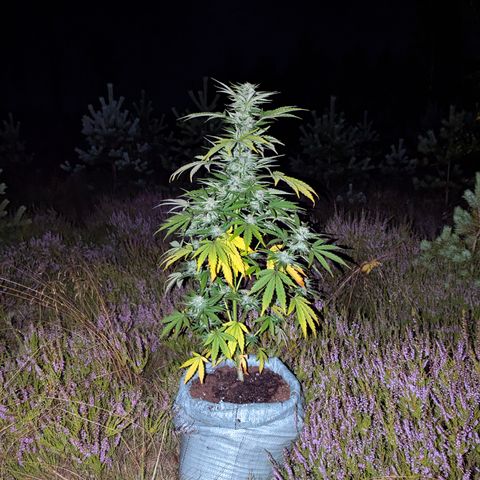 Purplematic CBD #4 growlog timeline photo