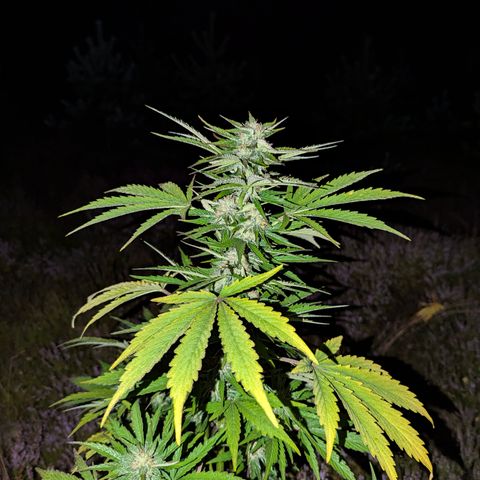 Purplematic CBD #4 growlog timeline photo