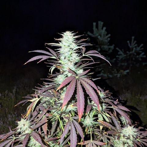 Green Gelato #5 growlog timeline photo