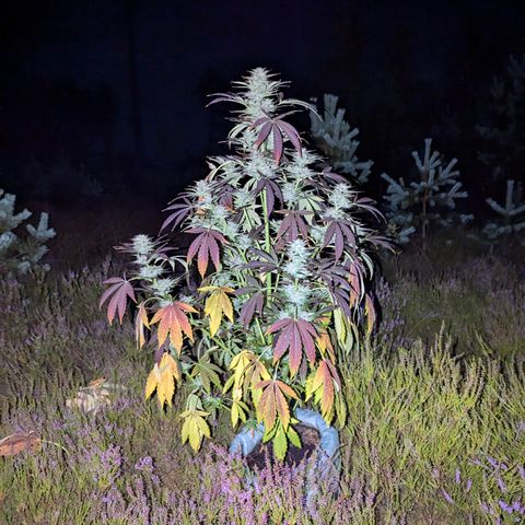 Green Gelato #5 growlog timeline photo
