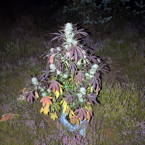 Green Gelato #5 growlog timeline photo