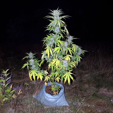 Pink Runtz Automatic #7 growlog timeline photo
