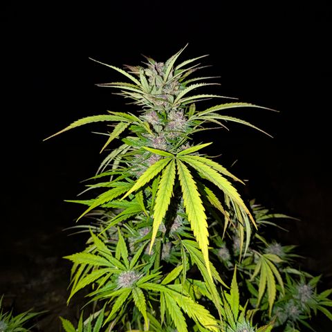 Pink Runtz Automatic #7 growlog timeline photo