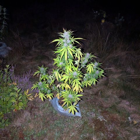 Pink Runtz Automatic #7 growlog timeline photo