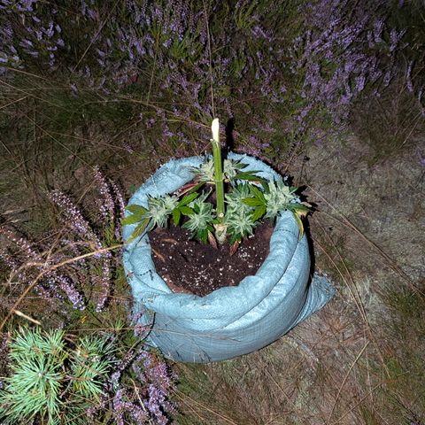Royal Bluematic #9 growlog timeline photo