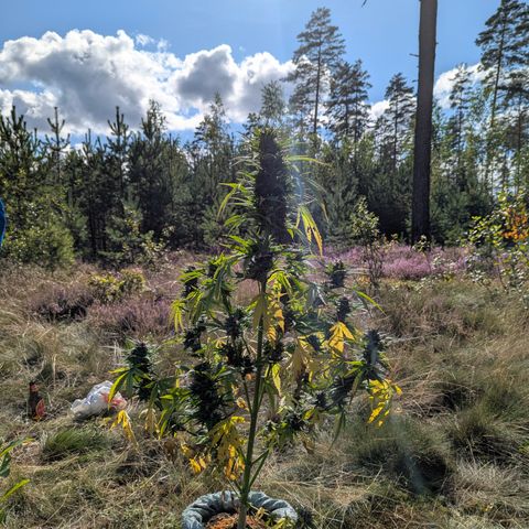 Pink Runtz Automatic #7 growlog timeline photo