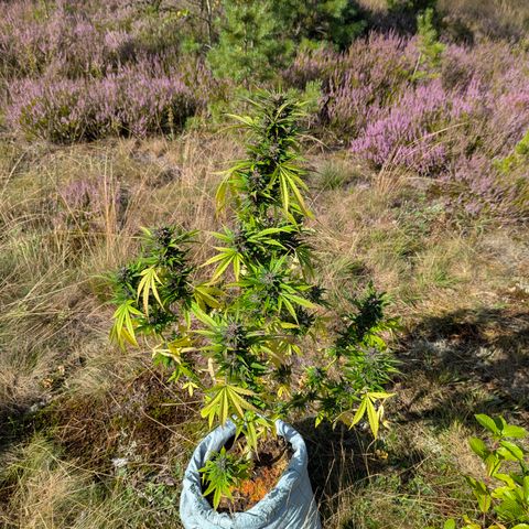 Pink Runtz Automatic #7 growlog timeline photo